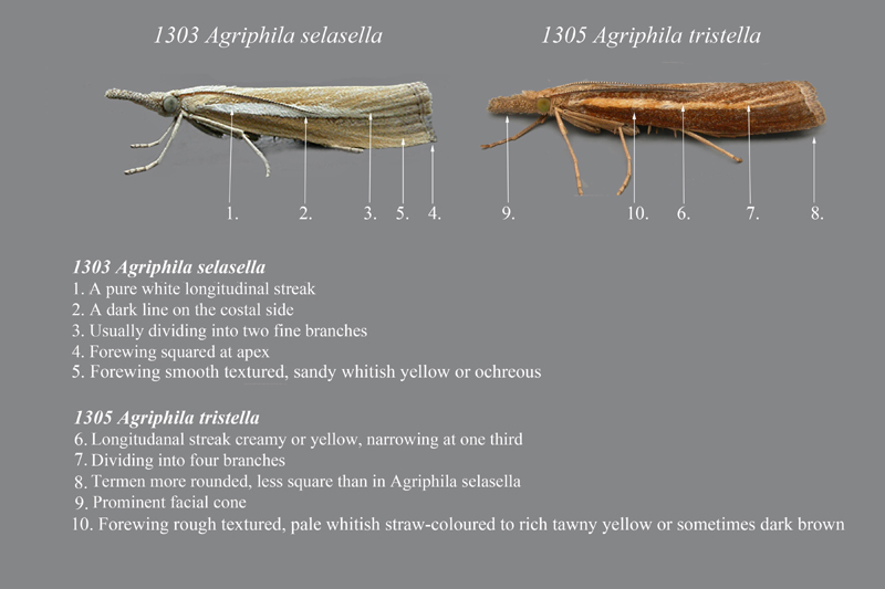 Crambidae da ID - Agriphila cfr. tristella